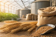 Wheat and unbranded agricultural materials arranged for food price and crop market news