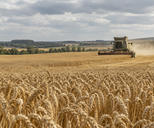 Synthetic editorial illustration. Golden grain field and unbranded combine harvester under an overcast European sky for agriculture and food-price news.