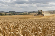 Synthetic editorial illustration. Golden grain field and unbranded combine harvester under an overcast European sky for agriculture and food-price news.