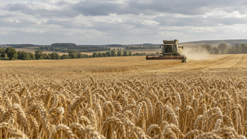 Synthetic editorial illustration. Golden grain field and unbranded combine harvester under an overcast European sky for agriculture and food-price news.
