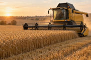 Synthetic editorial illustration. One unbranded combine harvests a standing wheat crop in warm low sunlight, with its cutting header, stubble and dust visible.