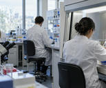 Synthetic editorial illustration. A modern biotech laboratory with anonymous researchers seen from behind working at a real-scale clean bench, practical glassware and sample racks, diffuse daylight and no labels or visible screens.